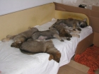 Vlci v posteli