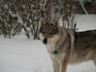 Bellis Stín vlka (8 let)