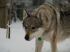 Bellis Stín vlka (8 let)