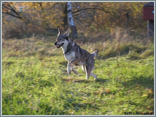 Fas Lupus Bohemia Genao