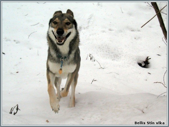 Fas Lupus Bohemia Genao alias Vlek