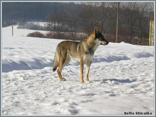 Fas Lupus Bohemia Genao