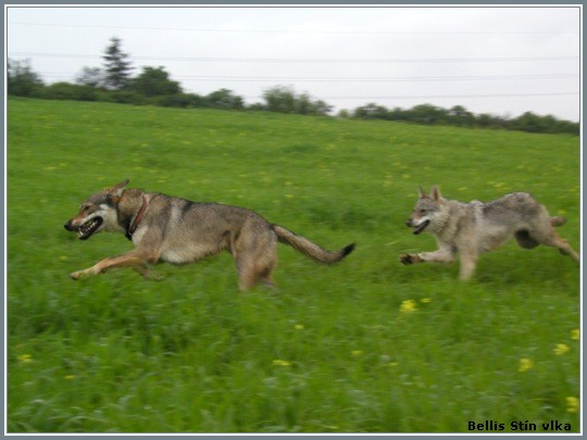 Bellis Stn vlka  a Fas Lupus Bohemia Genao