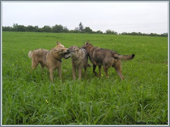 Cirda, Bellis a Fas Lupus Bohemia Genao