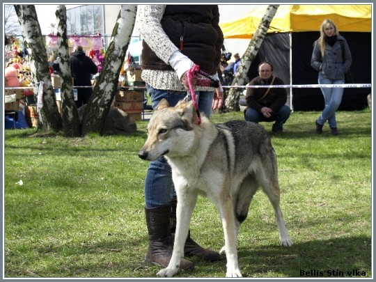 Amee z Bezovsk samoty