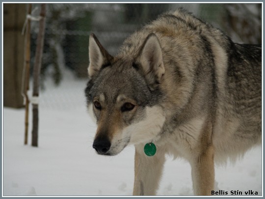 Bellis Stn vlka (8 let)