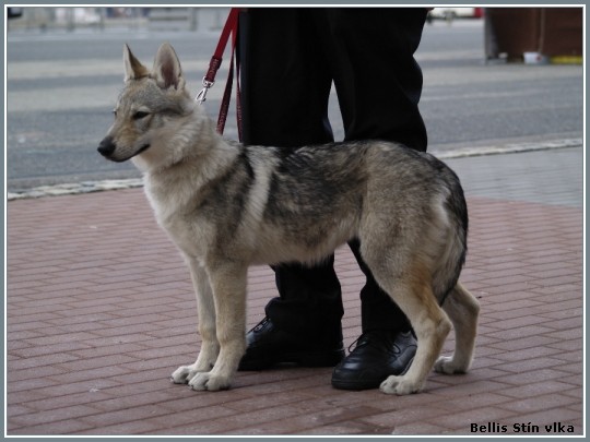 Calamity Jane z Bezovsk samoty