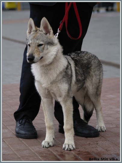 Calamity Jane z Bezovsk samoty