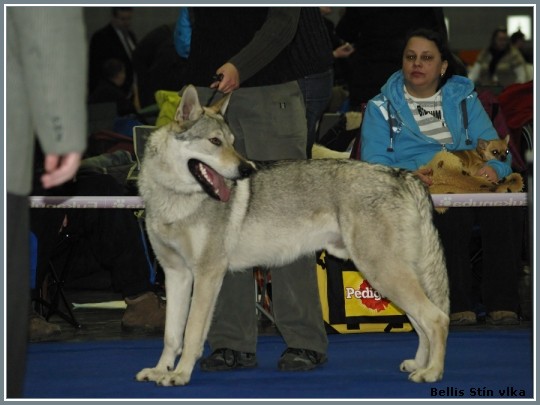 Bazy, Mezinrodn vstava Brno, vborn 3